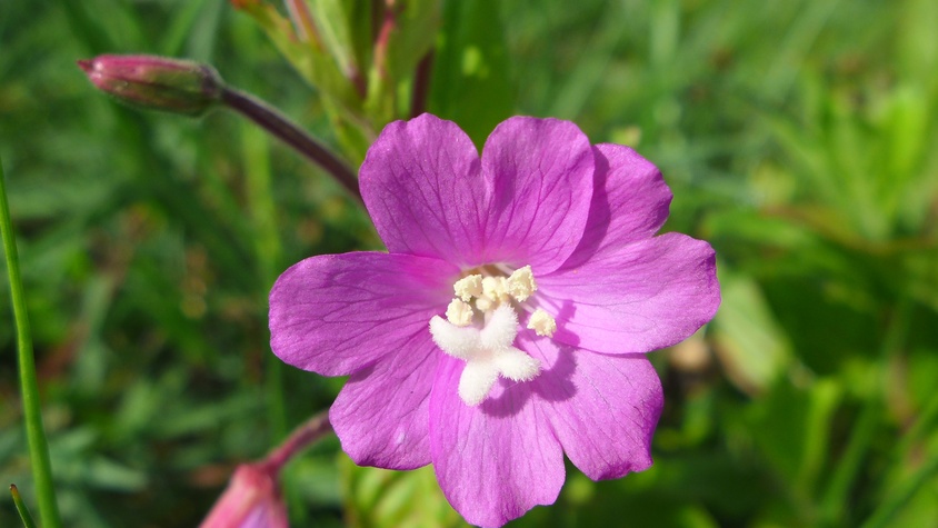 Épilobe à grandes fleurs
