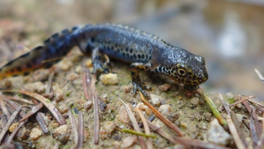 Triton alpestre